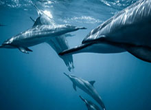 米乐官方网站-【欧联】维尼修斯2射1传 温克斯49米吊射 热刺4比0